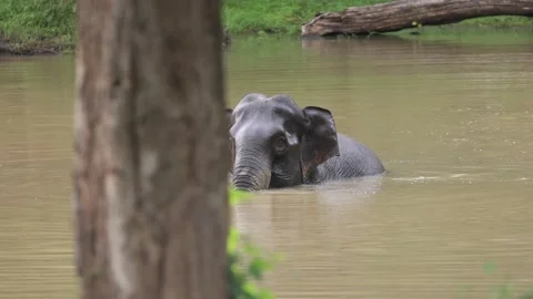 An asiatic elephant taking bath in pond Stock Footage 163076313