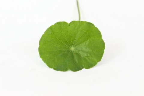 Asiatic green on a white background. Stock Photos