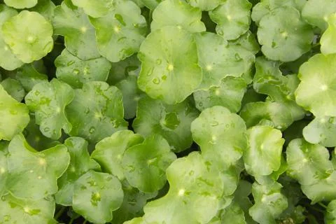 Asiatic Herb background Stock Photos