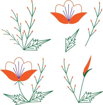 .Asiatic Lily, linear vector flower Stock Illustration
