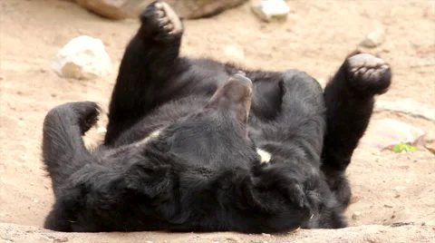 An Asiatic or black bear, Ursus thibetanus, enjoying his rest. Stock-Footage 43680418