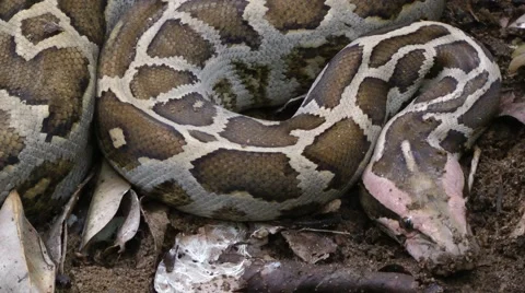 Asiatic Rock python Stock Footage 64802045