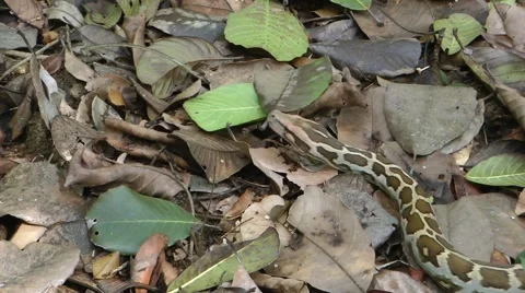 Asiatic Rock python Stock Footage 64802046