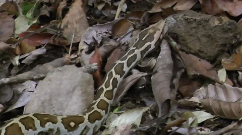 Asiatic Rock python Stock Footage 64802049