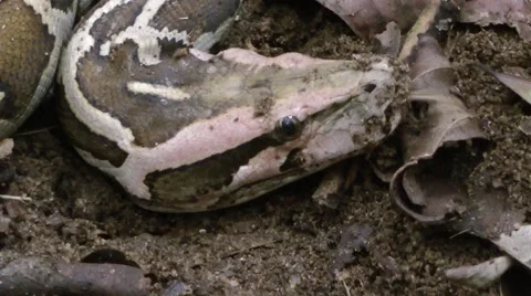 Asiatic Rock python Stock Footage 64802050