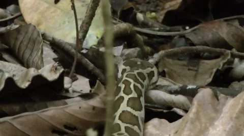 Asiatic Rock python Stock Footage 64802052