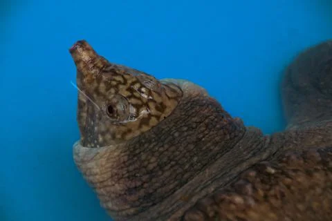 An Asiatic softshell turtle or black-rayed softshell turtle Stock Photos