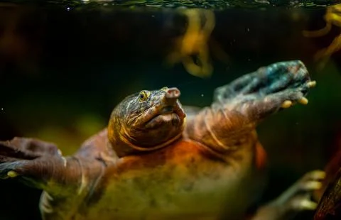 Asiatic softshell turtle swimming underwater in its habitat. Stock Photos
