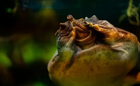 Asiatic softshell turtle swimming underwater in its habitat. Stock Photos