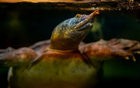 Asiatic softshell turtle swimming underwater in its habitat. Stock Photos