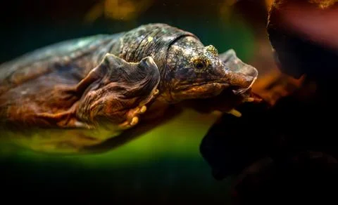 Asiatic softshell turtle swimming underwater in its habitat. Stock Photos
