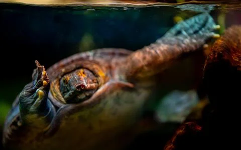Asiatic softshell turtle swimming underwater in its habitat. Stock Photos