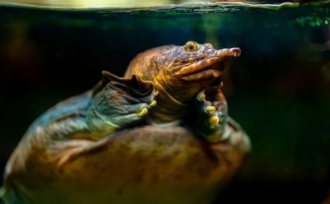 Asiatic softshell turtle swimming underwater in its habitat. Stock Photos