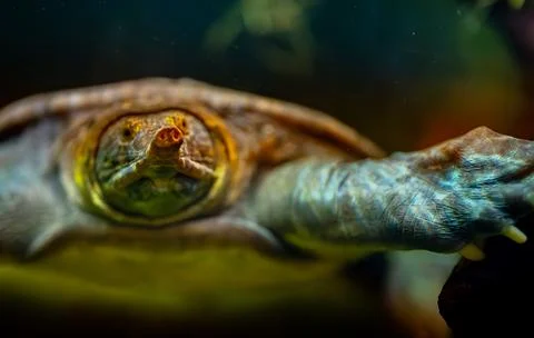 Asiatic softshell turtle swimming underwater in its habitat. Stock Photos