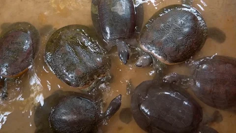 Asiatic softshell turtles in water try to bite each other with powerful jaws Stock Footage 305671426
