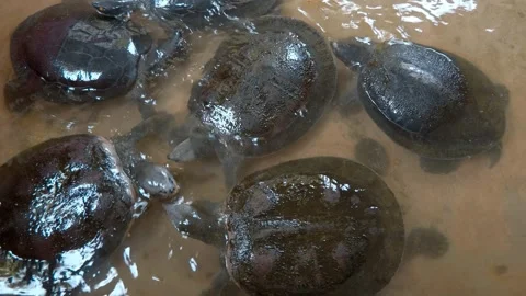 Asiatic softshell turtles in water try to bite each other with powerful jaws Stock Footage 308872027