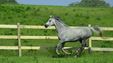 Asil Arabian mare galloping Stock Footage 25572776