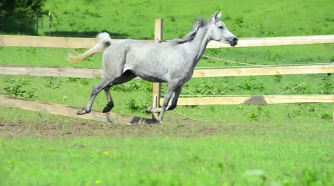 Asil Arabian mare galloping Stock Footage 25573029