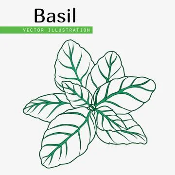 Asil leaves on white  Stock Illustration