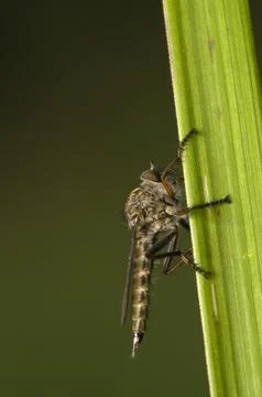 Asilidae Stock Photos