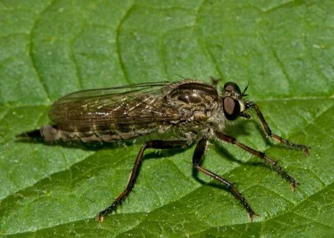 Asilidae Stock Photos