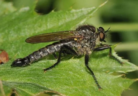 Asilidae Stock Photos