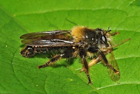 Asilidae Stock Photos