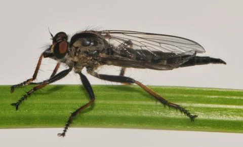 Asilidae Stock Photos