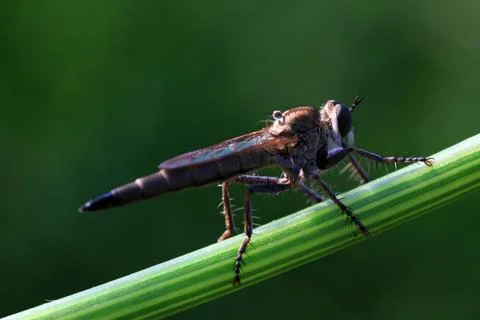 Asilidae Stock Photos