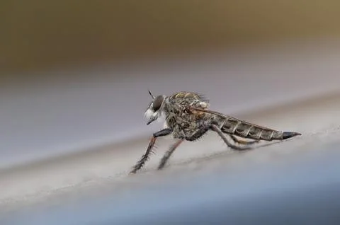 Asilidae - Robber fly Stock Photos