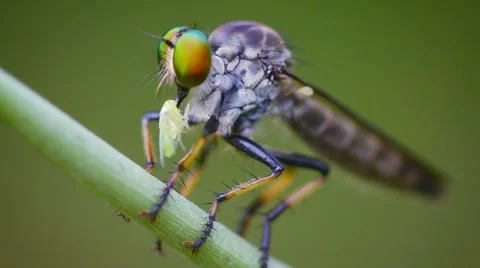Asilidae (robber fly) sits on a grass with prey. thailand Video stock 44449770