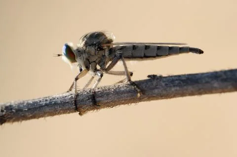 Asilidae on the twig Stock Photos