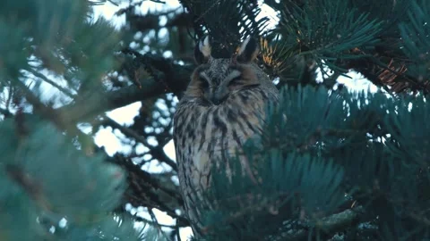 Asio otus bird (long-eared owl) Stock Footage 303148227