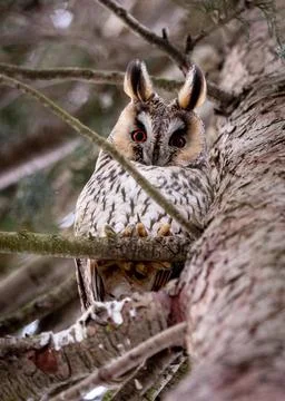 Asio otus , long-eared owl Stock Photos