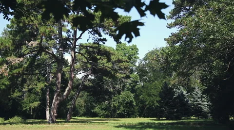 Askania Nova. Trees in the meadow. Landscape Video stock 67488700