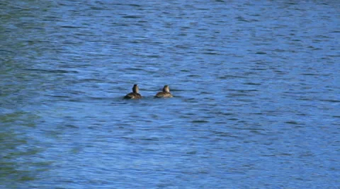 Askersund Bay ducks Stock Footage 27515619
