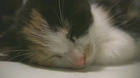 Asleep on printer02 Stock Footage