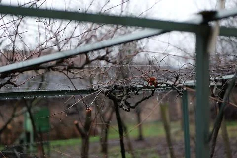 Asmalak on a grapevine in winter Stock Photos