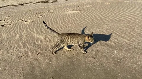 *ASMR* Cat following camera on a beach with wave sounds Stock Footage 144366123