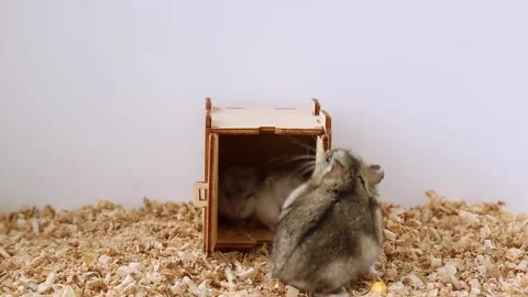 Asmr. The hamster opens the door and leaves the house. Video stock 218127291