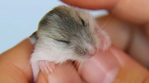 Asmr, The owner is stroking his beloved little hamster. hamster sleeps Video stock 243058626