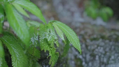 ASMR Relaxing Mountain Stream Flow Water Meditation 120fps 스톡 동영상 336849527