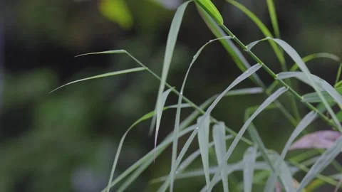 ASMR Relaxing Mountain Stream Flow Water Meditation 120fps 库存影片 336849593