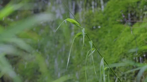 ASMR Relaxing Mountain Stream Flow Water Meditation 120fps 库存影片 336849776