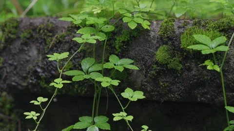 ASMR Relaxing Mountain Stream Flow Water Meditation 120fps Stock Footage 336850078