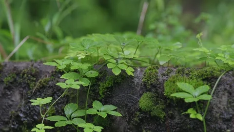 ASMR Relaxing Mountain Stream Flow Water Meditation 120fps 库存影片 336850082
