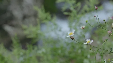 ASMR Relaxing Mountain Stream Flow Water Meditation 120fps 스톡 동영상 336850146