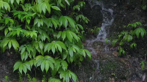 ASMR Relaxing Mountain Stream Flow Water Meditation 120fps Stock Footage 336850238
