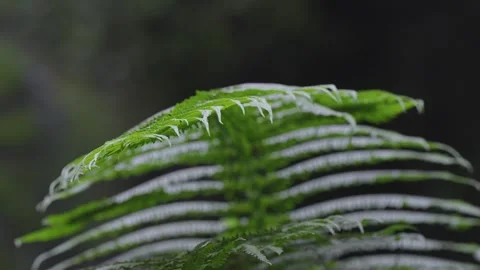 ASMR Relaxing Mountain Stream Flow Water Meditation 120fps 库存影片 336850726