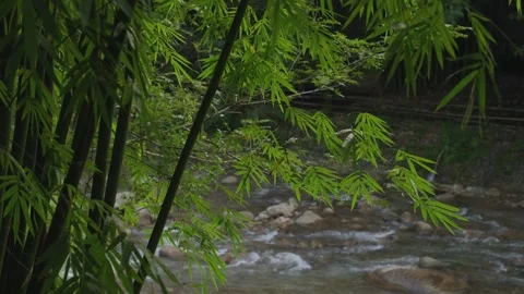 ASMR Relaxing Mountain Stream Flow Water Meditation 120fps Stock Footage 336850853